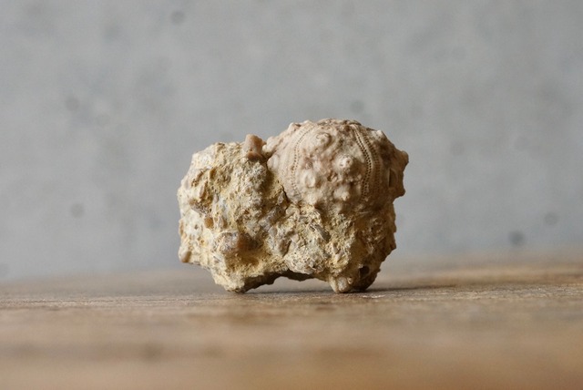 スペイン産ウニ化石 Pseudocidaris mammosa