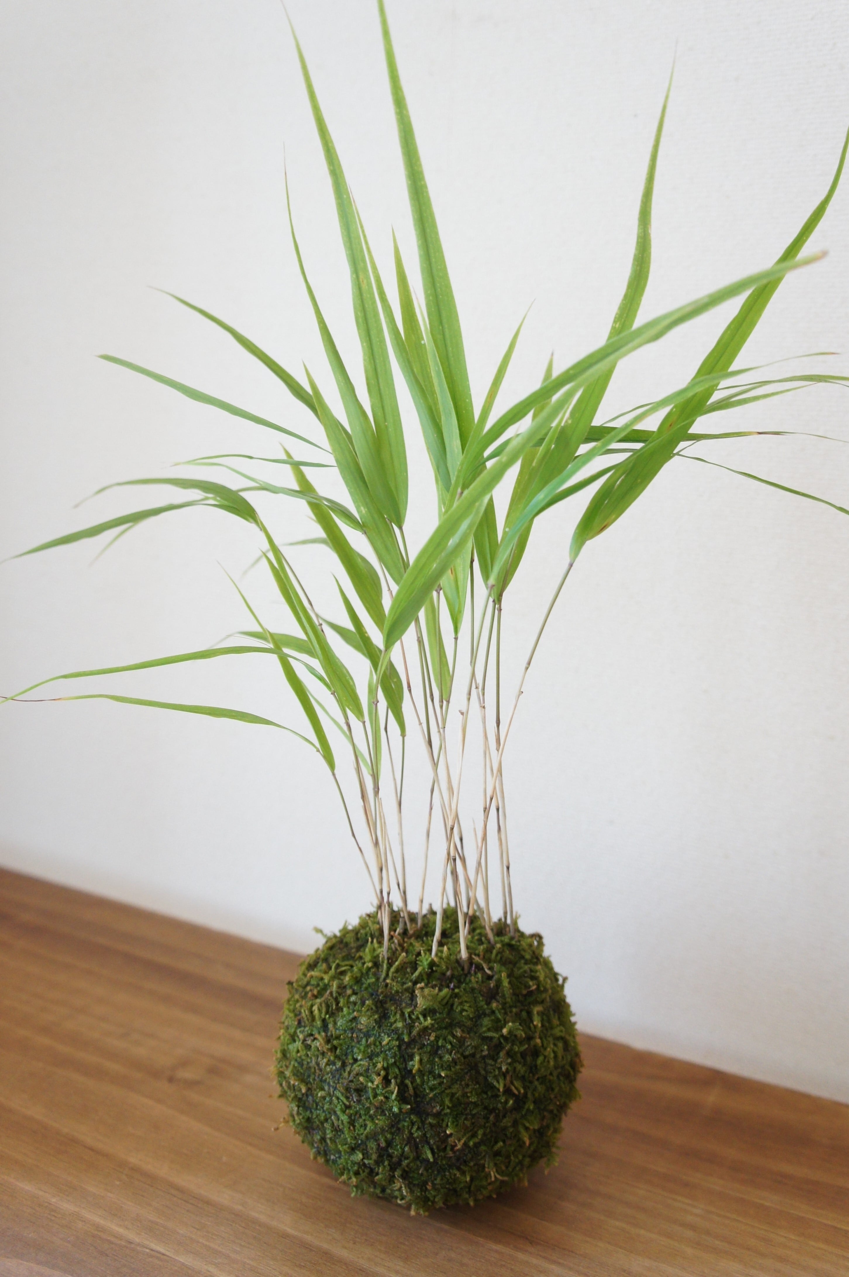 苔玉 風知草 | もすりぃ