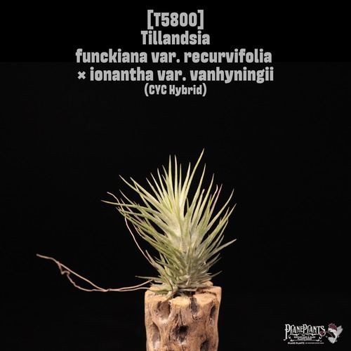 Tillandsia funckiana var. recurvifolia x ion var. vanhyningii〔ティランジア〕T5800