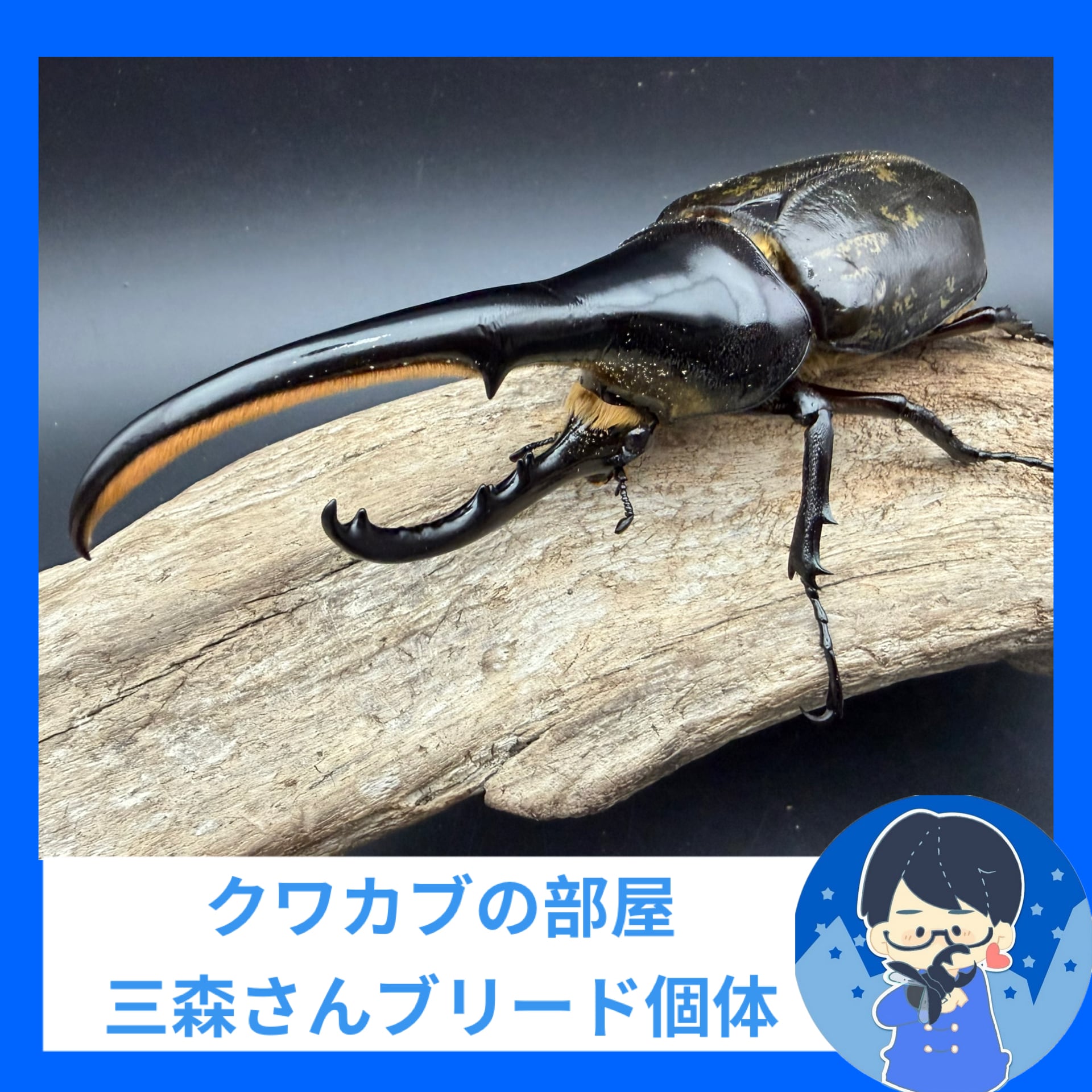 KPWオリジナル】オオヒラタケ菌糸ボトル 1400cc | KPW BASE店