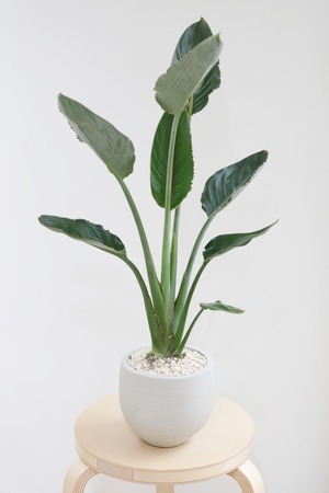 【M】ストレリチア レギネ/Strelitzia  reginae