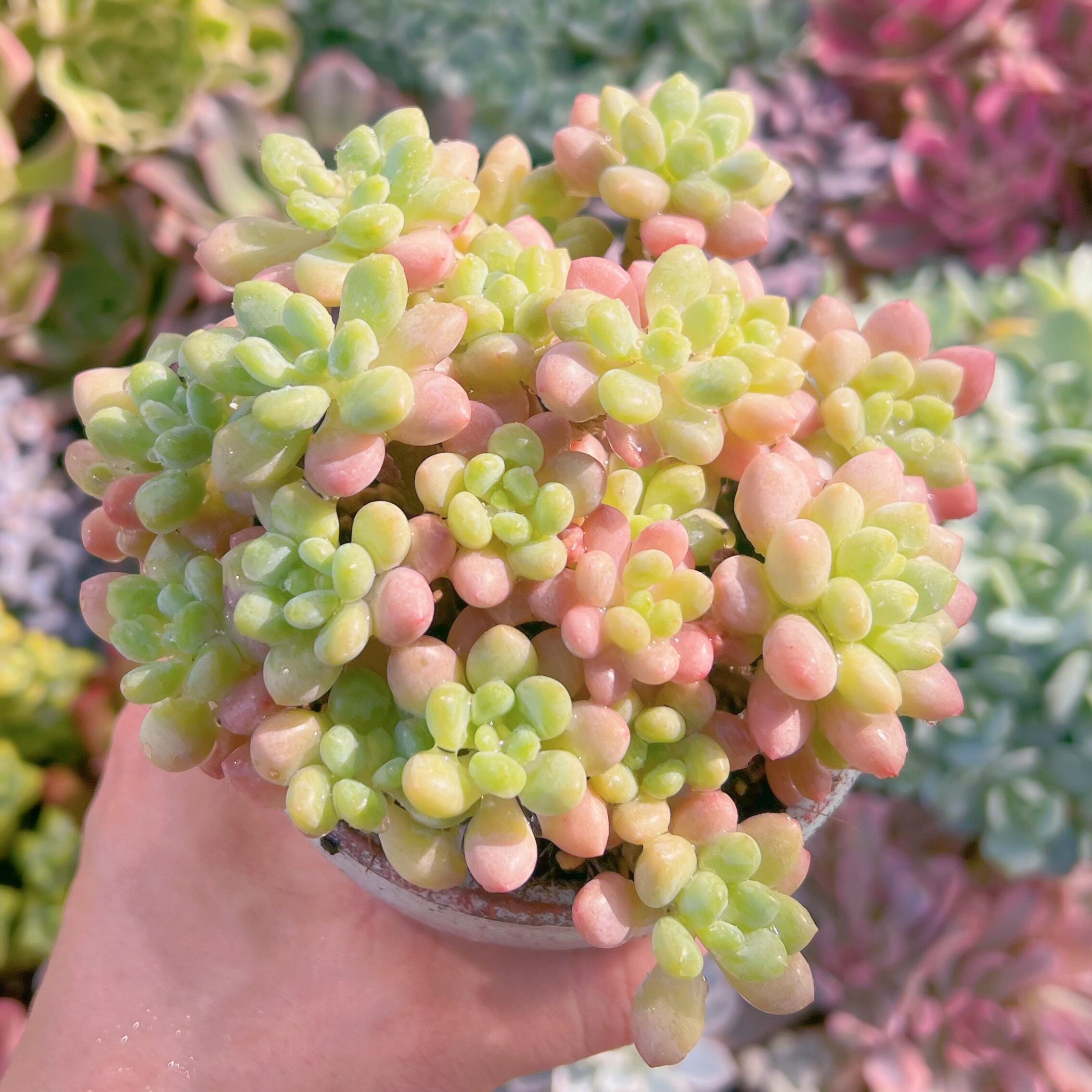 現物　ストロベリーミルク群生　新入荷　るる農園