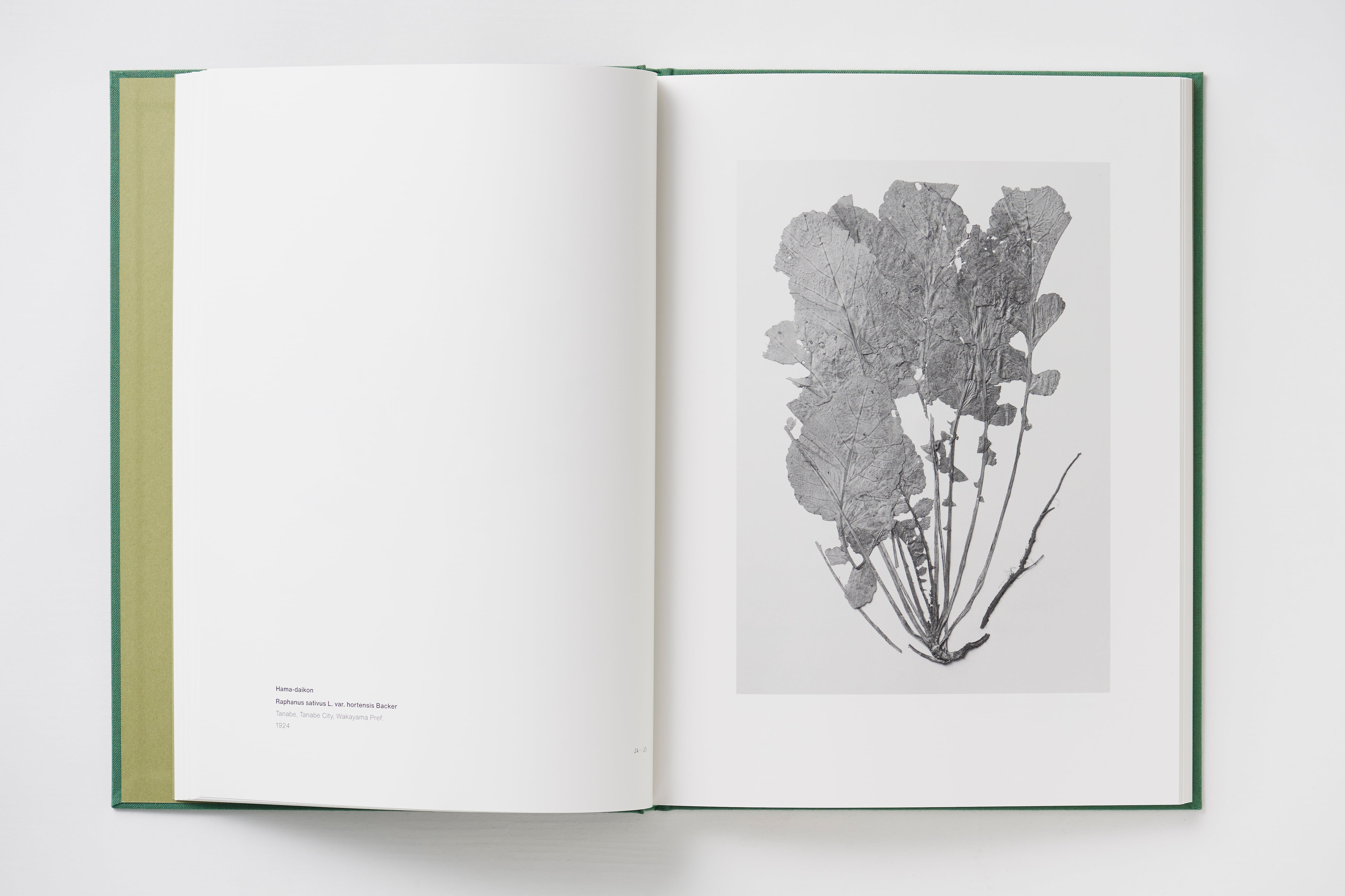 菅原一剛 写真集「MAKINO 植物の肖像」 | MAKINO Botanical Art Project