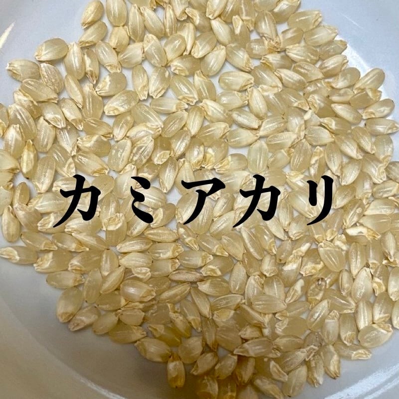 つるかめ農園　巨大胚芽米「カミアカリ」　玄米専用】5kg　オンラインショップ