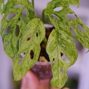 Monstera adansonii Mottled / モンステラ アダンソニー ミント㉖ / 観葉植物<育て方・花言葉>