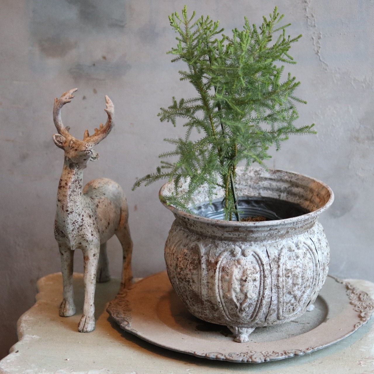 バーゼリア　ピッコロ　オーストラリアンプランツ　切花になる木　お庭　寄せ植え　低木　丈夫　