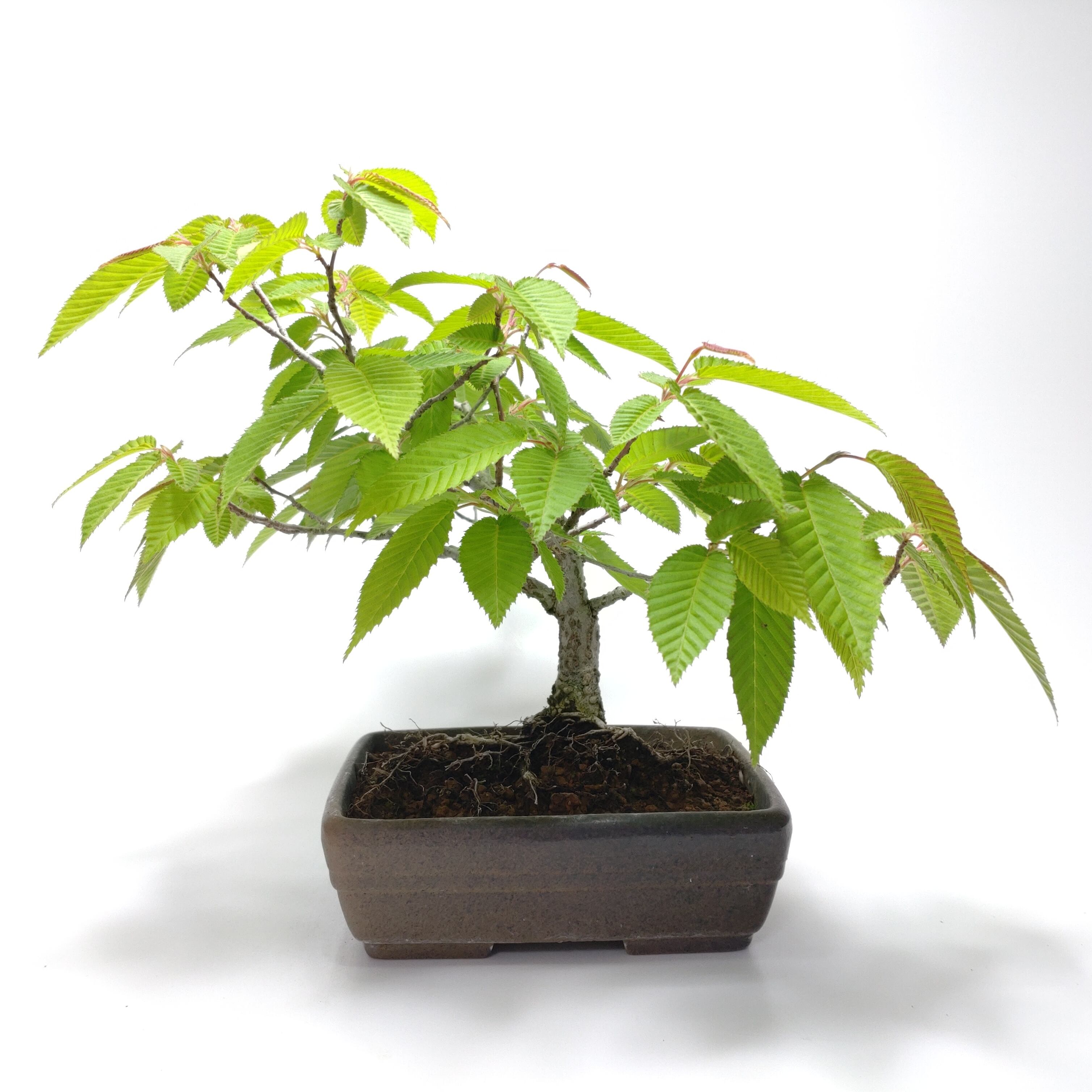 金四手（カナシデ）盆栽 S003 【公式通販】