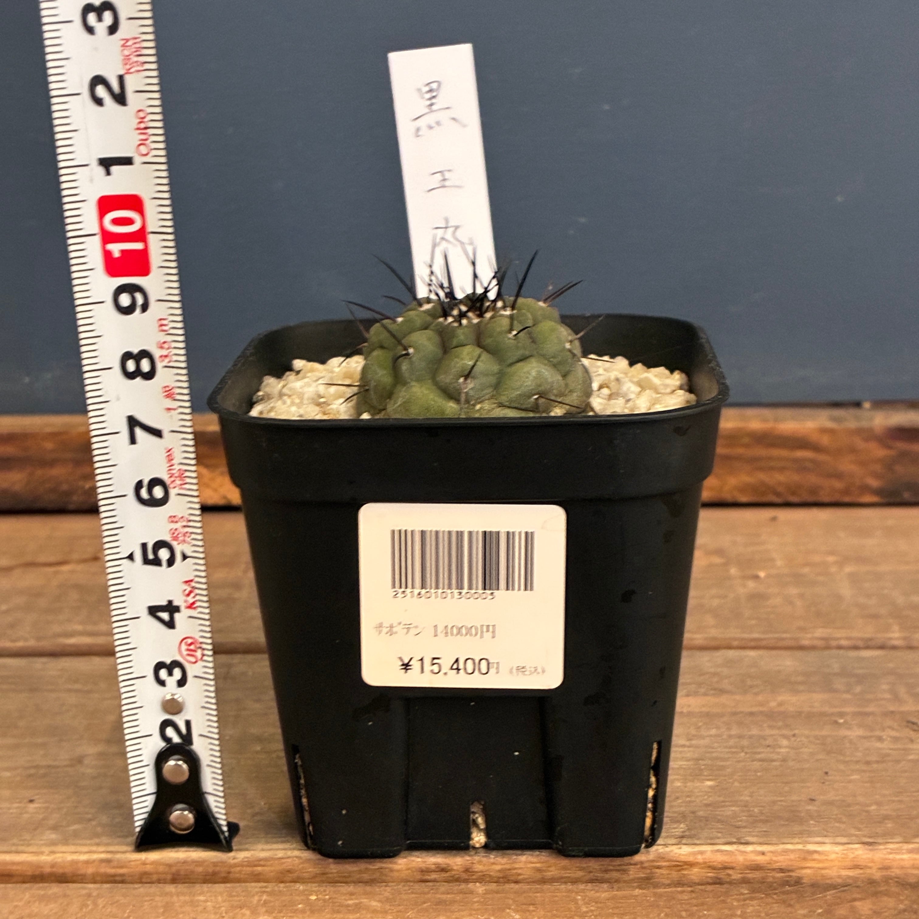 Copiapoa】サボテン コピアポア 黒王丸実生【928】【再撮影