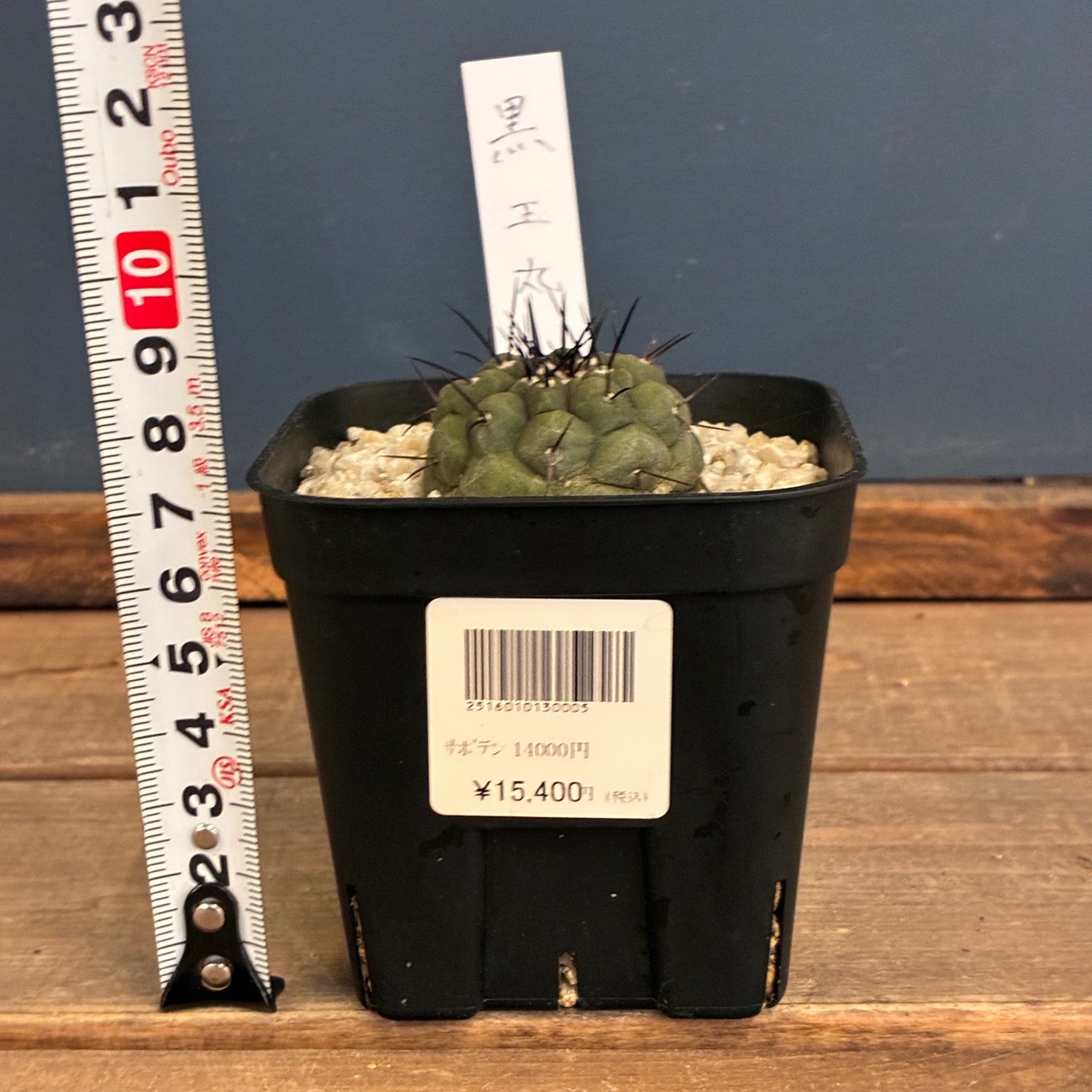 【Copiapoa】サボテン　コピアポア　黒王丸実生【928】【再撮影】