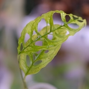 モンステラ オブリクア ペルー|Monstera Obliqua Peru|観葉植物