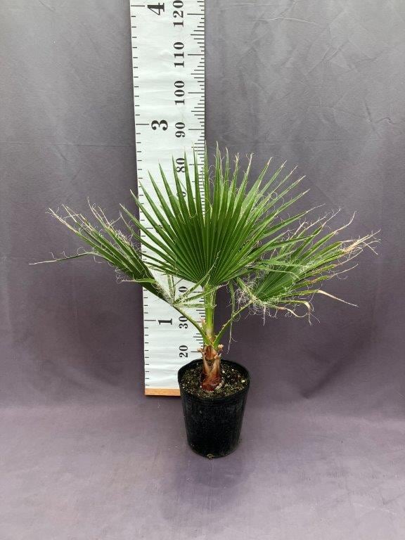 ワシントンヤシ 楽天市場】ワシントンヤシ（ワシントニア：0608） 7号 ヤシの木 耐寒