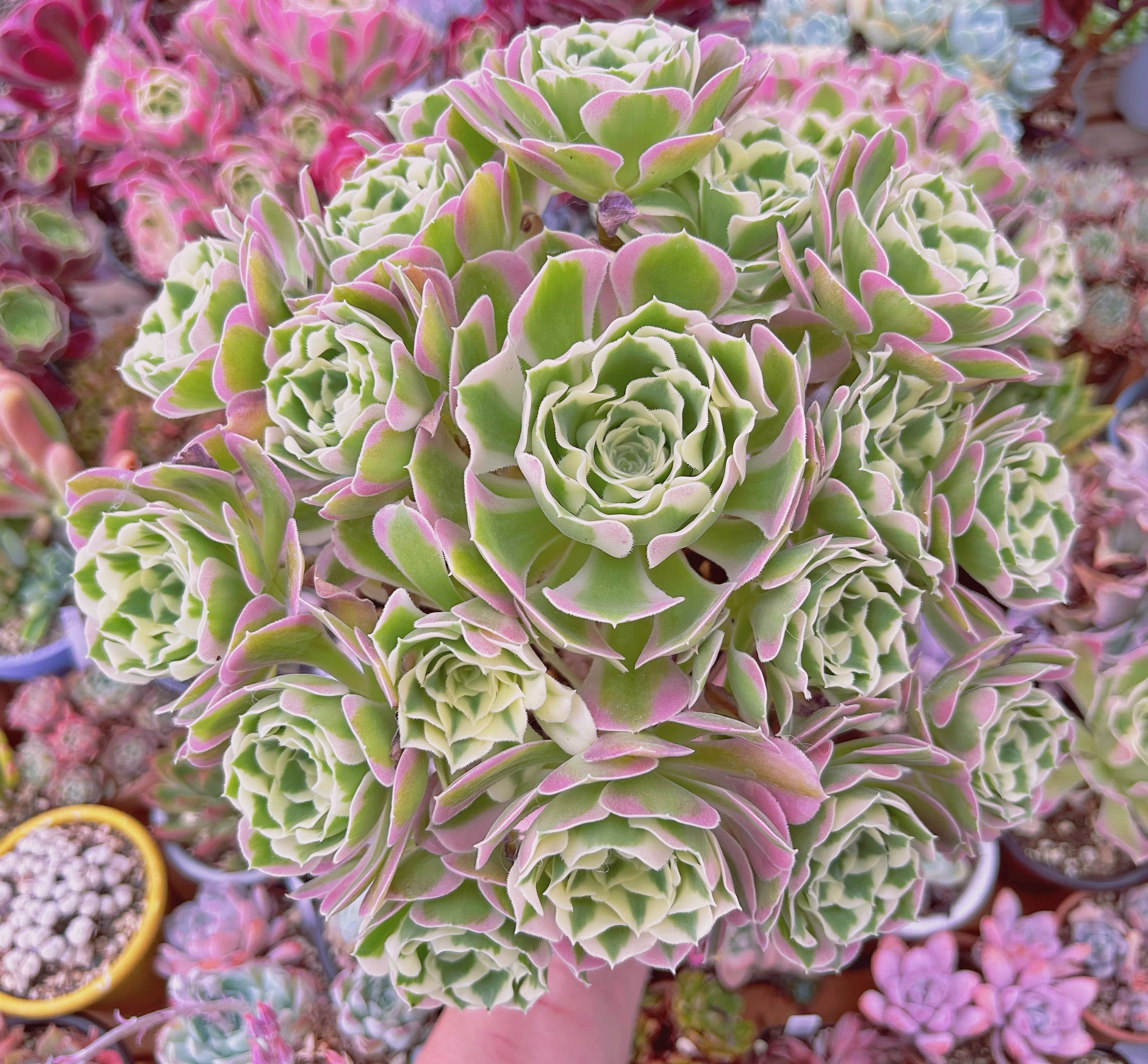 現物 多肉植物 Aeonium 白鳳錦 特特大 抜き苗 | るる農園~多肉植物専門