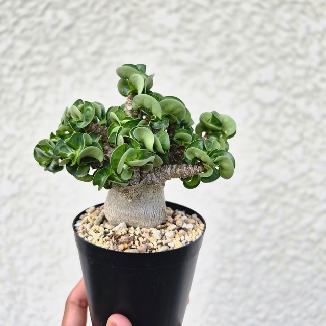 ①八重咲き《 Adenium Arabicum D.H.A Hybrid》アデニウム アラビカム ハイブリッド獅子葉 ドーセットホーン 塊根植物 巻葉
