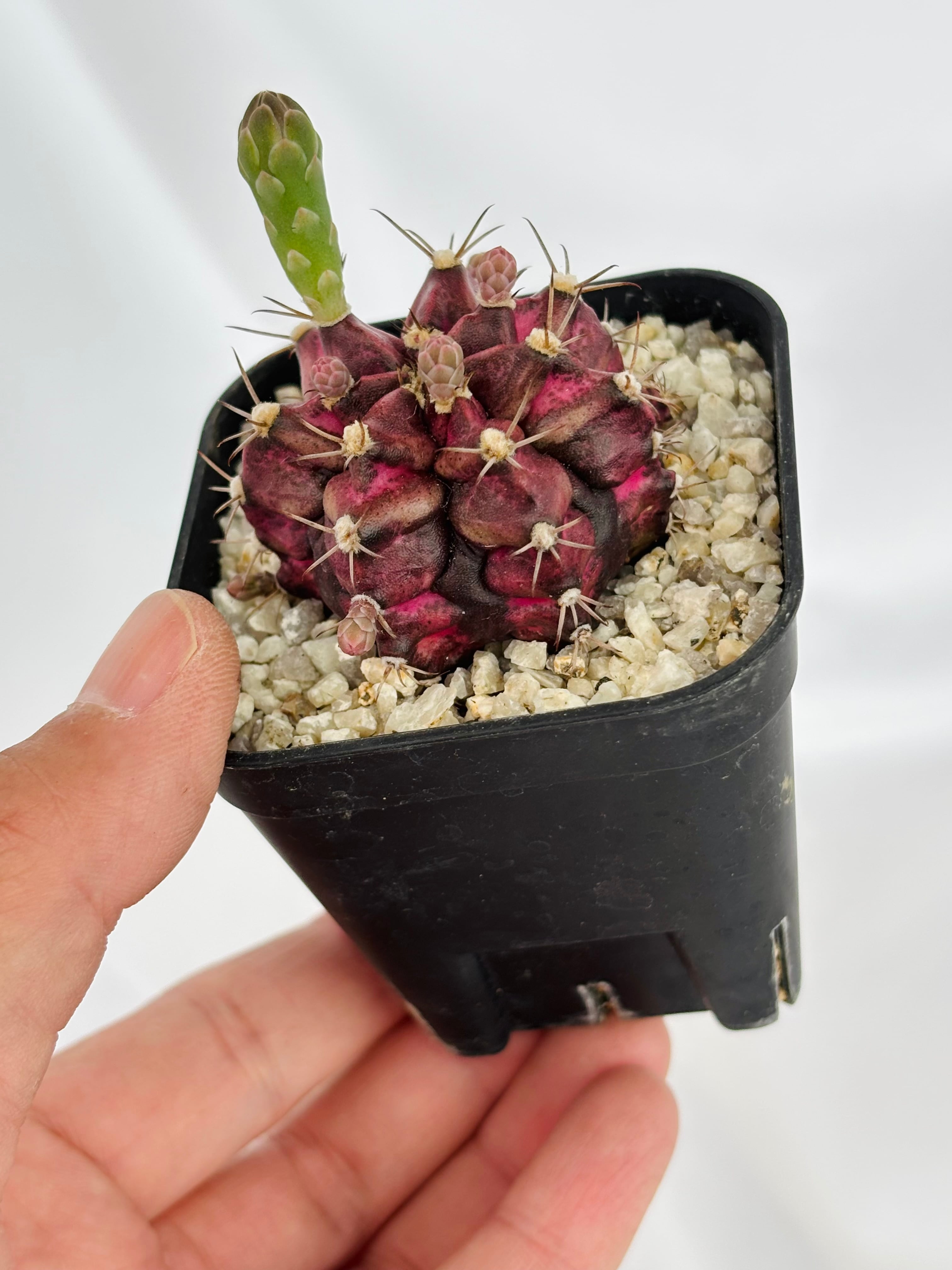 Gymnocalycium mihanovichii 緋牡丹錦 デイドリーム×LB サボテン