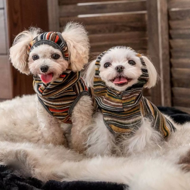 【予約】ヘッドバンドとボーダートップスセット　犬服　01333