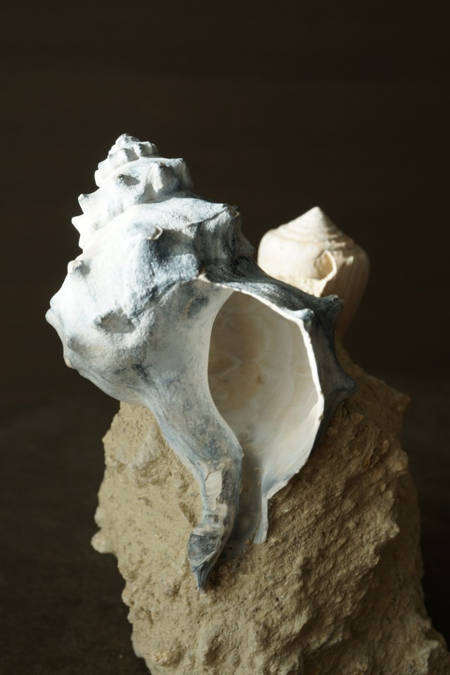 フランス産巻貝化石 Gastropod Fossil 1446