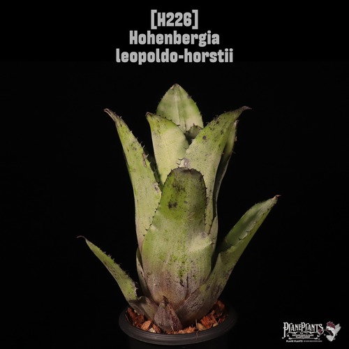 【送料無料】Hohenbergia leopoldo-horstii〔ホヘンベルギア〕現品発送H226