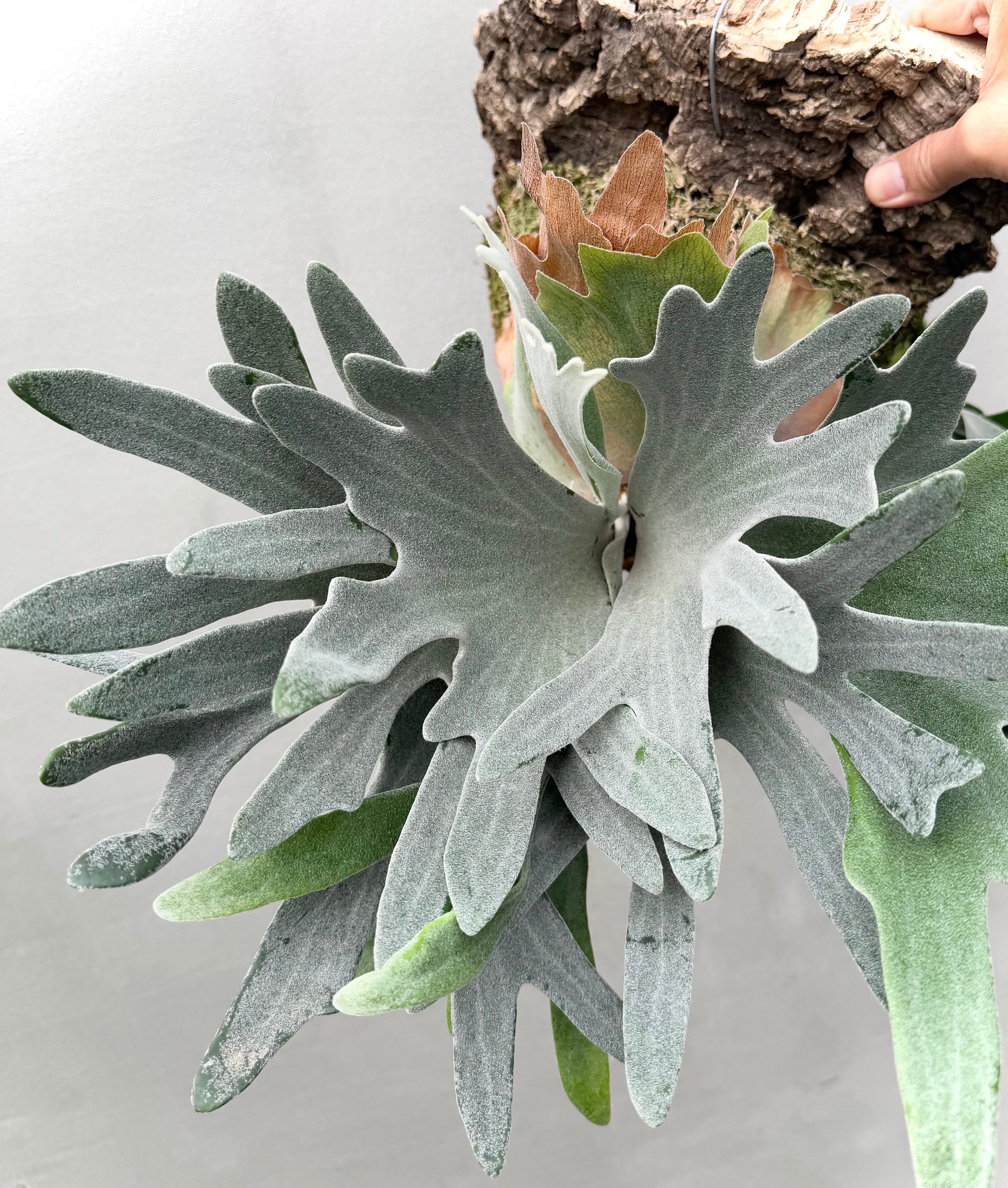 P. bambi ビカクシダ バンビ a) P. 'Bambi' ビカクシダ バンビ | vandaka plants