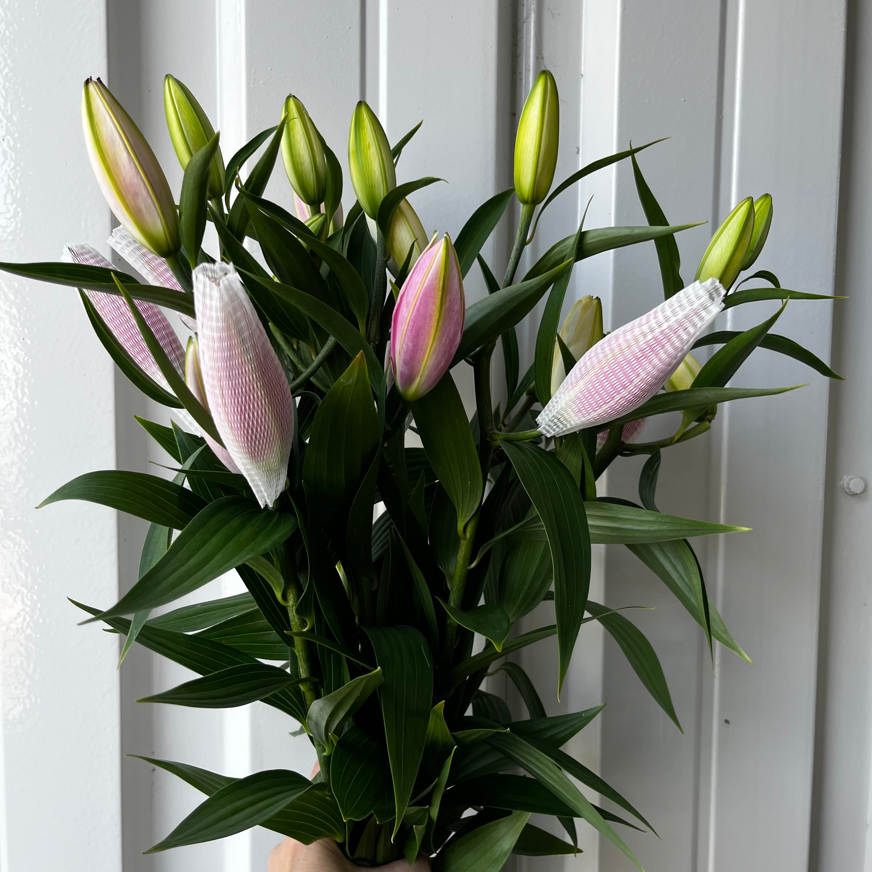 愛されピンクの八重咲きユリ ディアンサ 5本 | 新鮮お花問屋 Jp