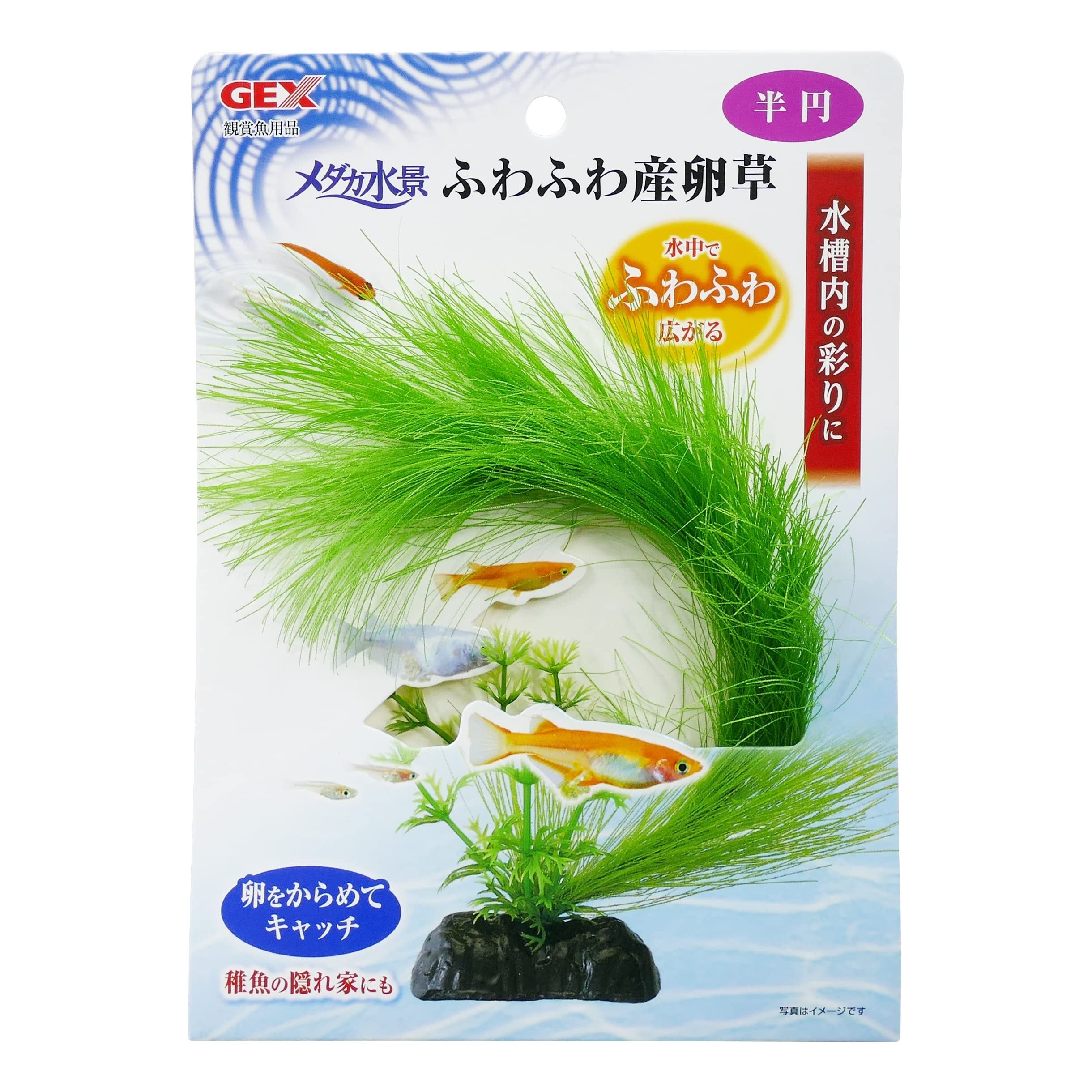 卵生メダカ Aphyosemion mimbon GEGVPO 2018/17 1ペア