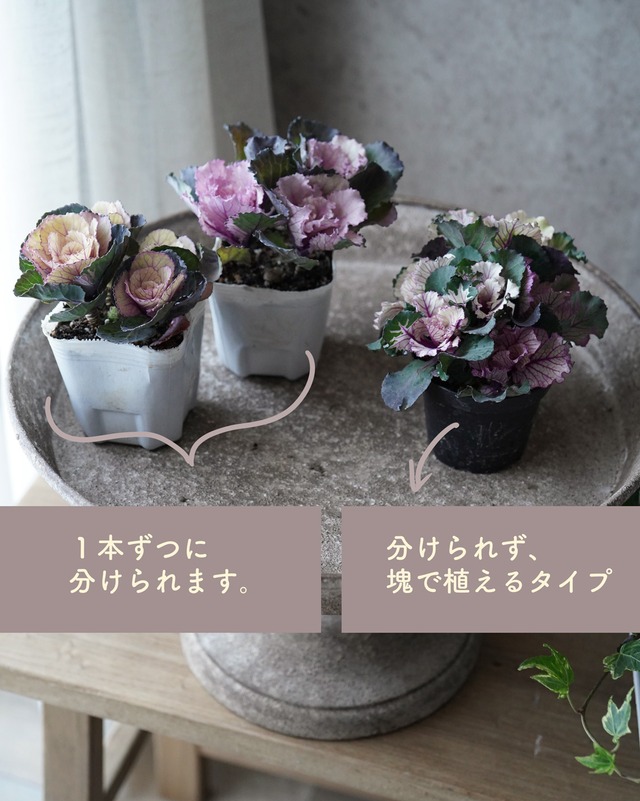 【花苗セット】簡単！優しいベビーピンク色のシンプルハボタンリース苗セット（35cm用）