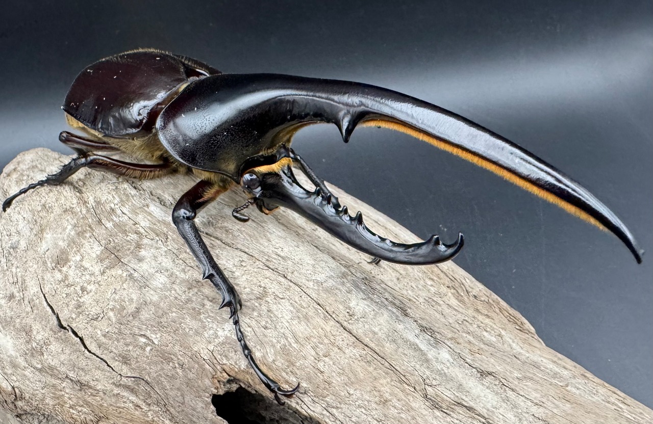 《ヘラクレス・ヘラクレス 144mm ペア》