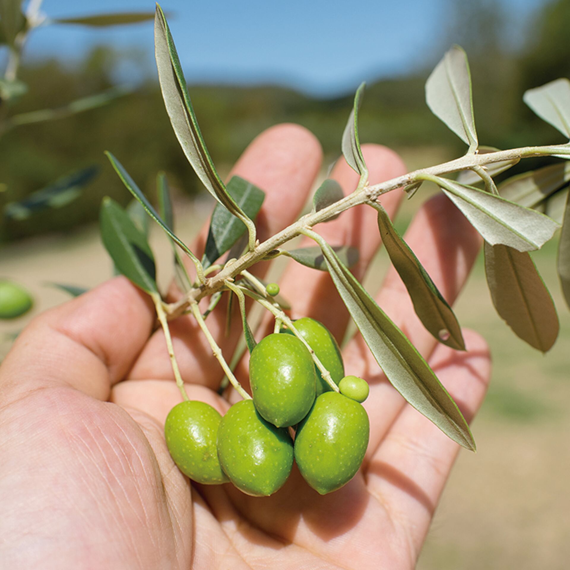 小豆島産エキストラバージン オリーブオイル 味咲（みさき）＜（株）小豆島岬工房＞