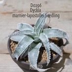 【送料無料】marnier-lapostollei Seedling〔ディッキア〕現品発送D0296
