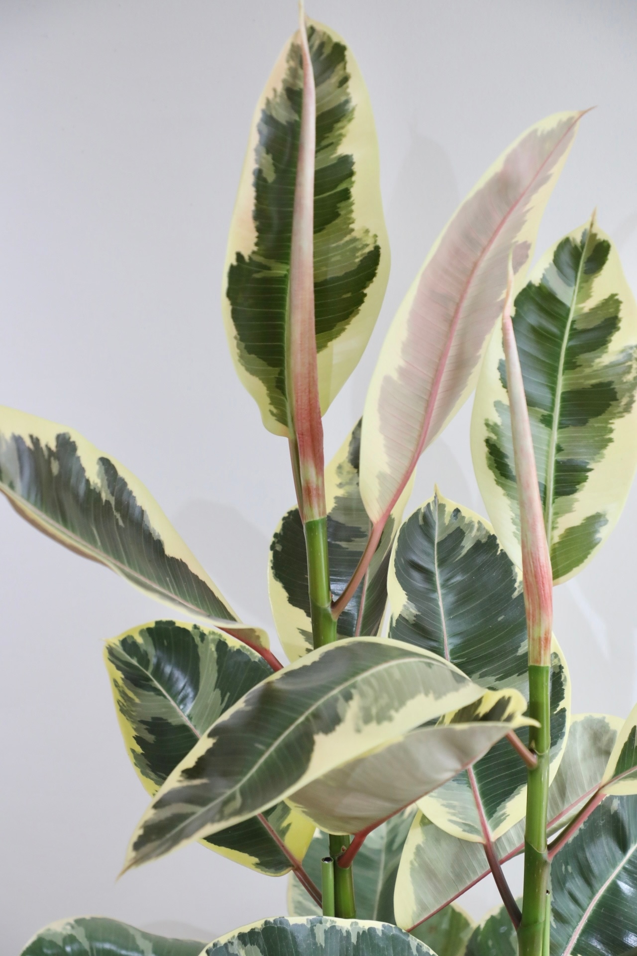 【L】【140cm】フィカス ティネケ/Ficus   ※陶器鉢カバー別