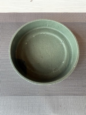 斑（白斑）入　モンステラ