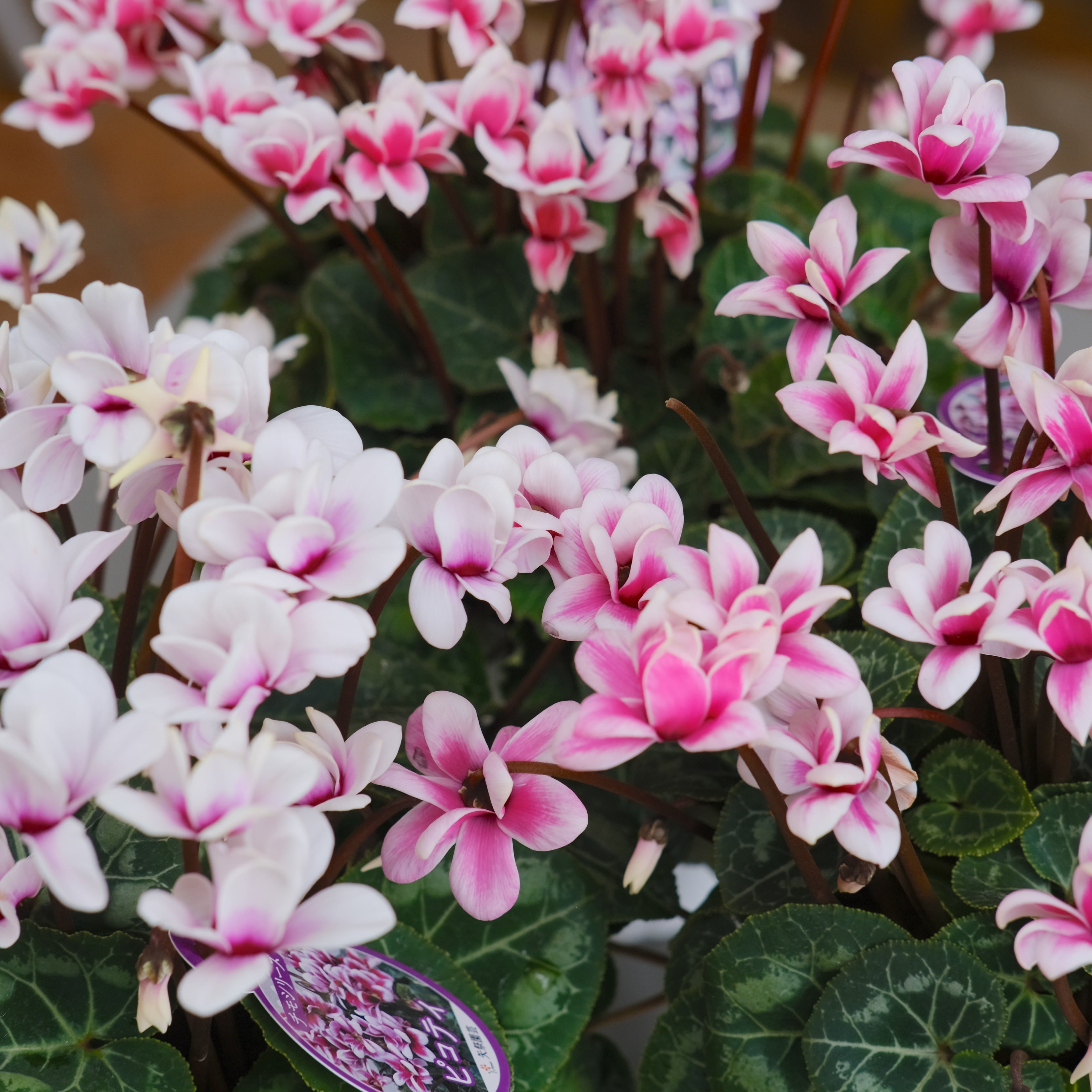 シクラメン チモシリーズ《 ピコティ 一重 》 | グリーンギャラリー