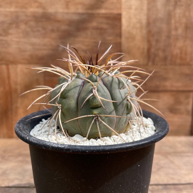 Gymnocalycium spegazzinii【ギムノカリキウム・天平丸】