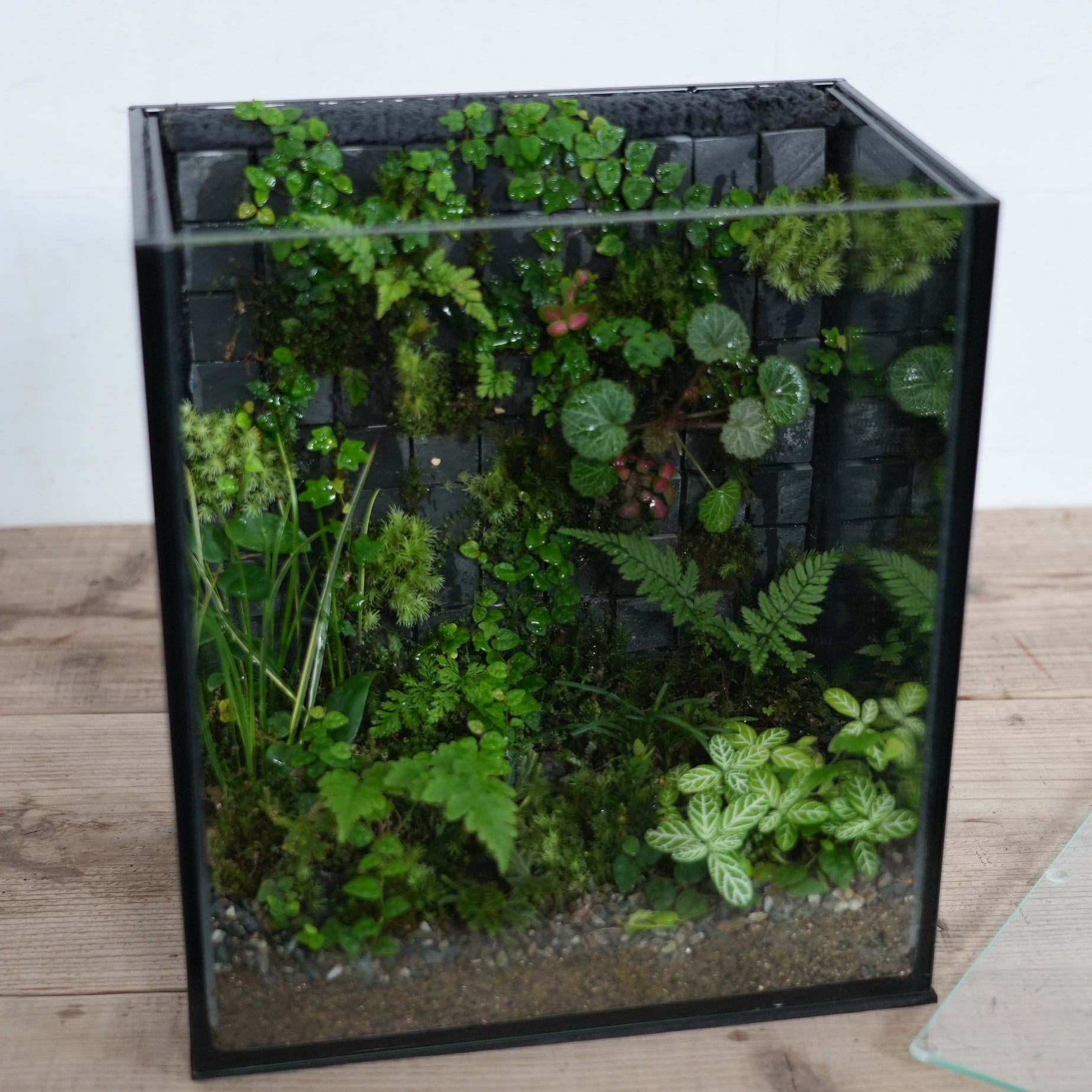 【オーダー参考】苔テラリウム作品『無限(Black)』