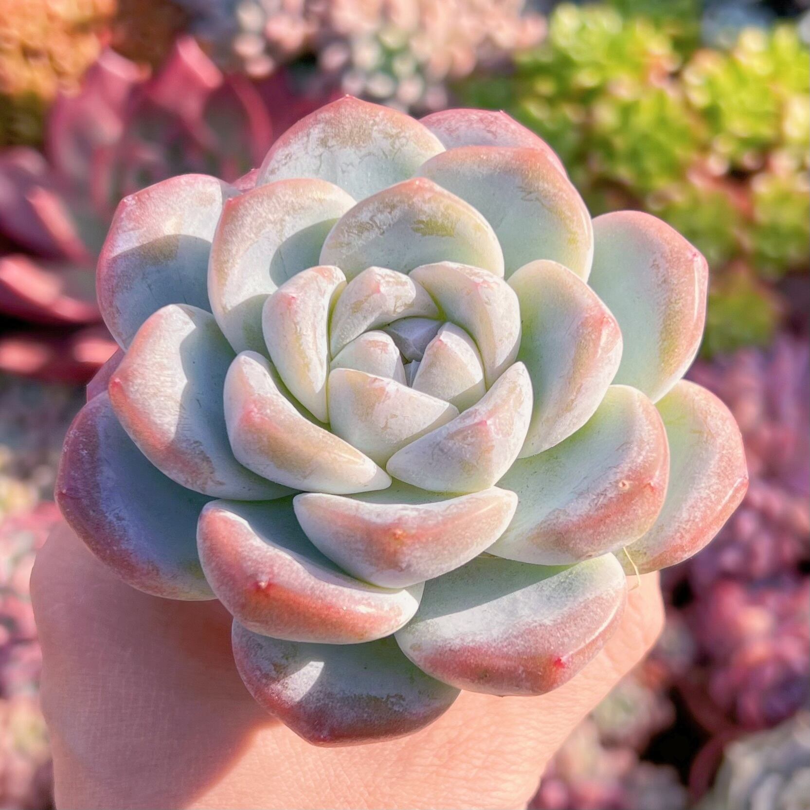 多肉植物　アイスグリーン　大苗　新入荷