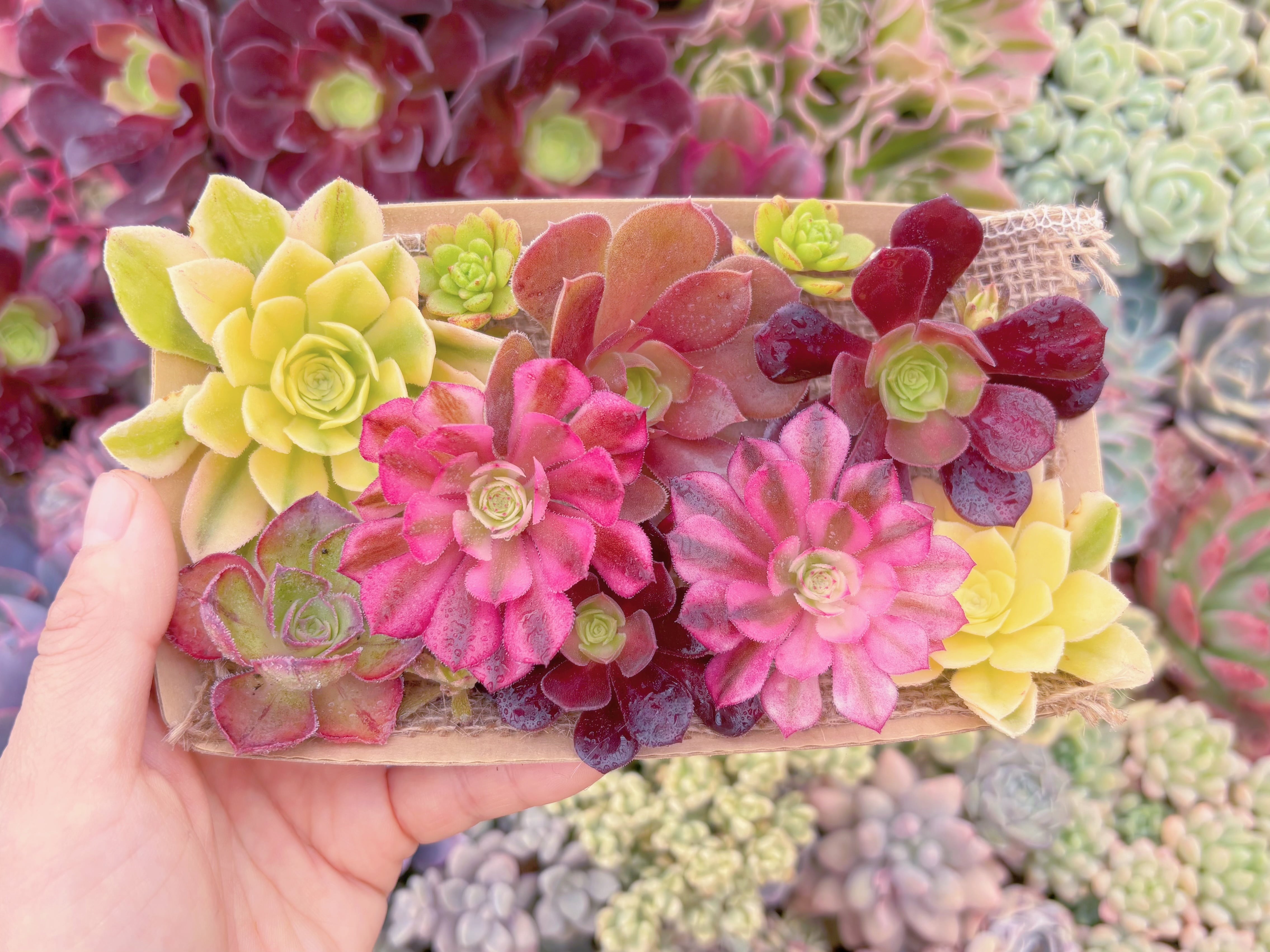 現品　寄せ植えセット#1108　Sサイズ　るる農園