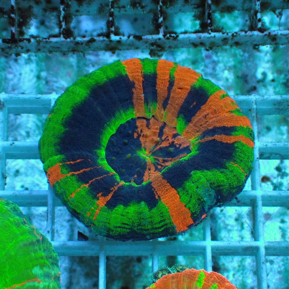 ネット入り天然ライブロック(クラッシュ)500g | HOUSE REEF(ハウス