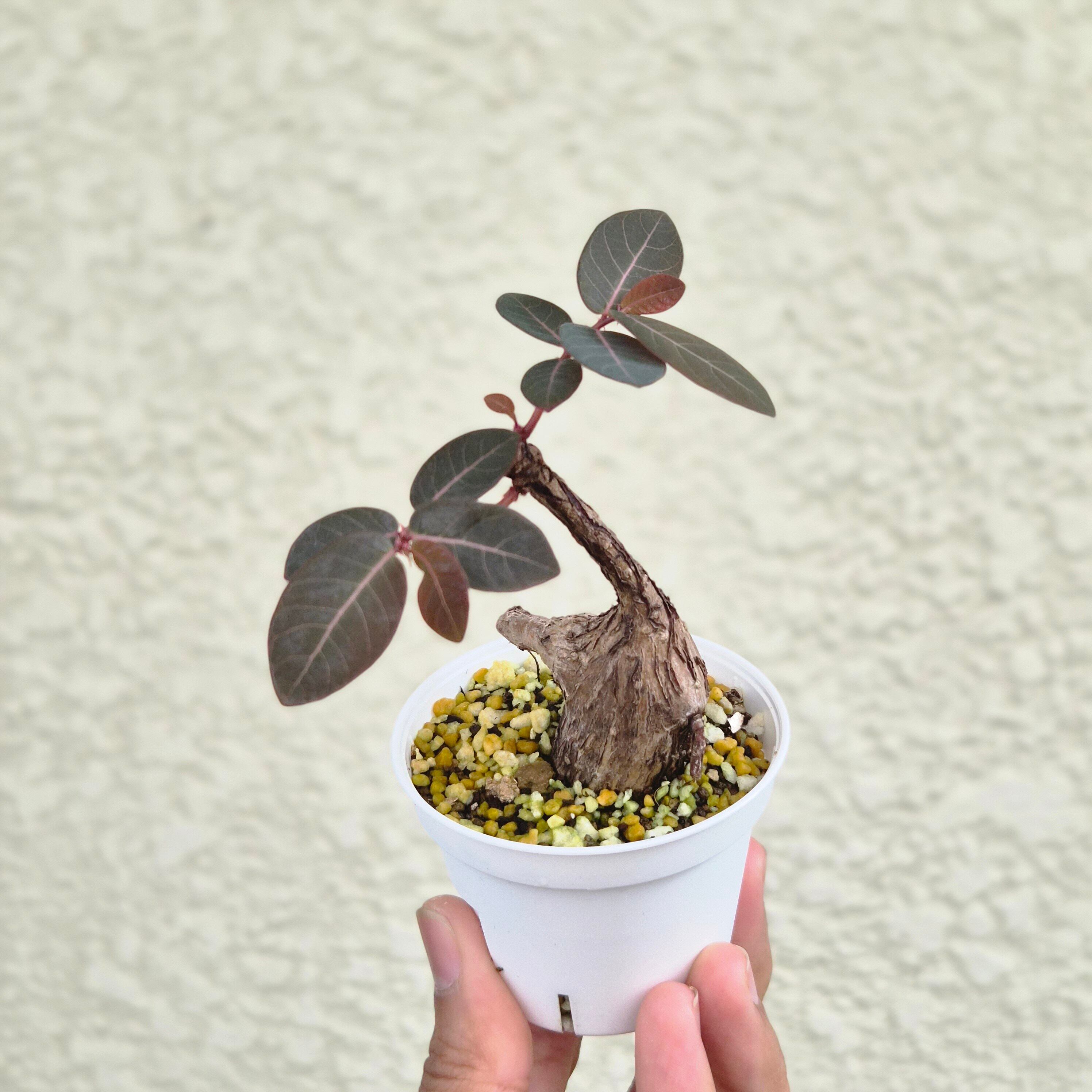 ⑱Sサイズ〚フィランサス・ミラビリス〛Phyllanthus Mirabilis 塊根植物 コーデックス ポット発送