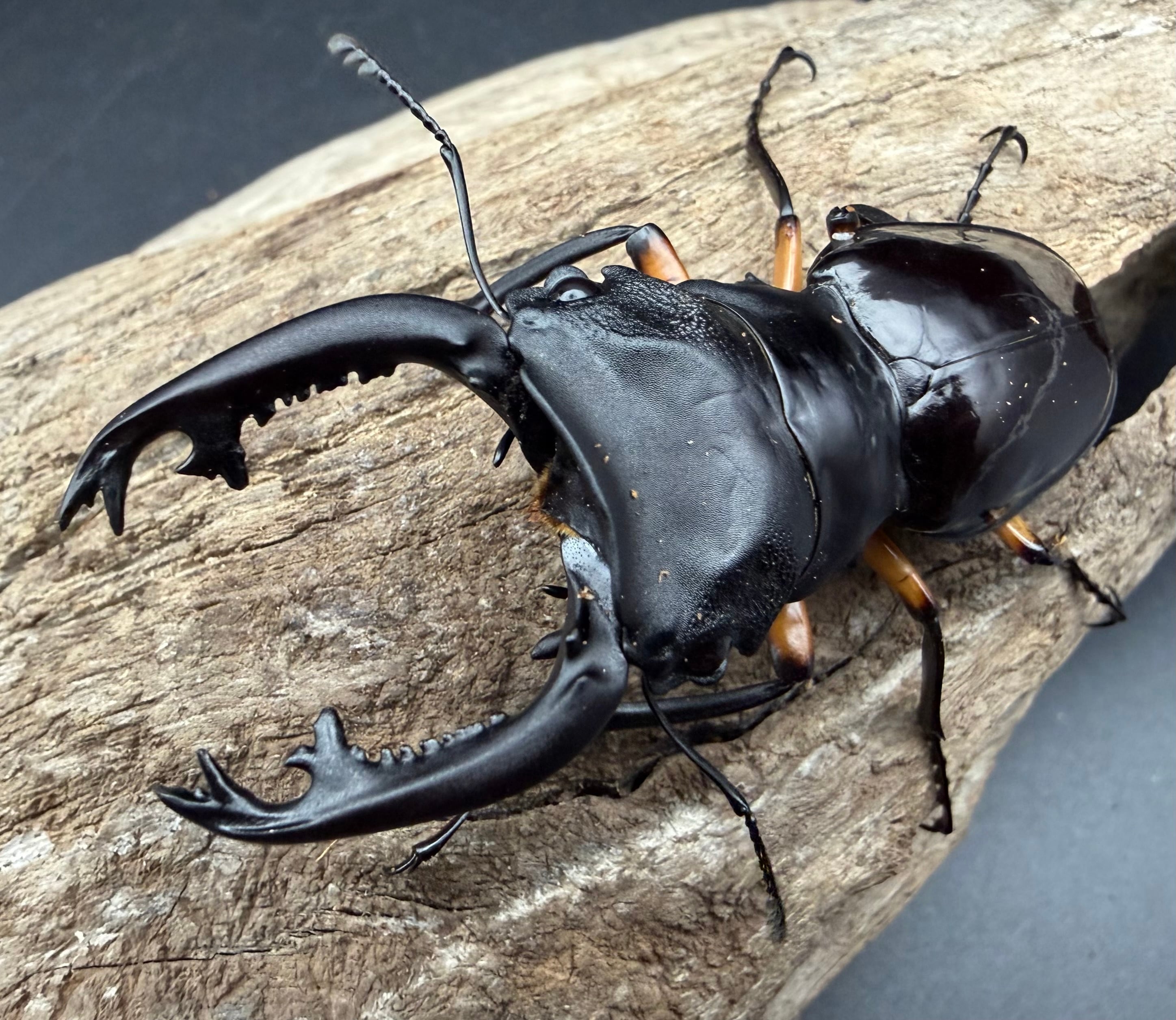 150mm】ユウレイヒレアシナナフシの昆虫標本 Extatosoma popa