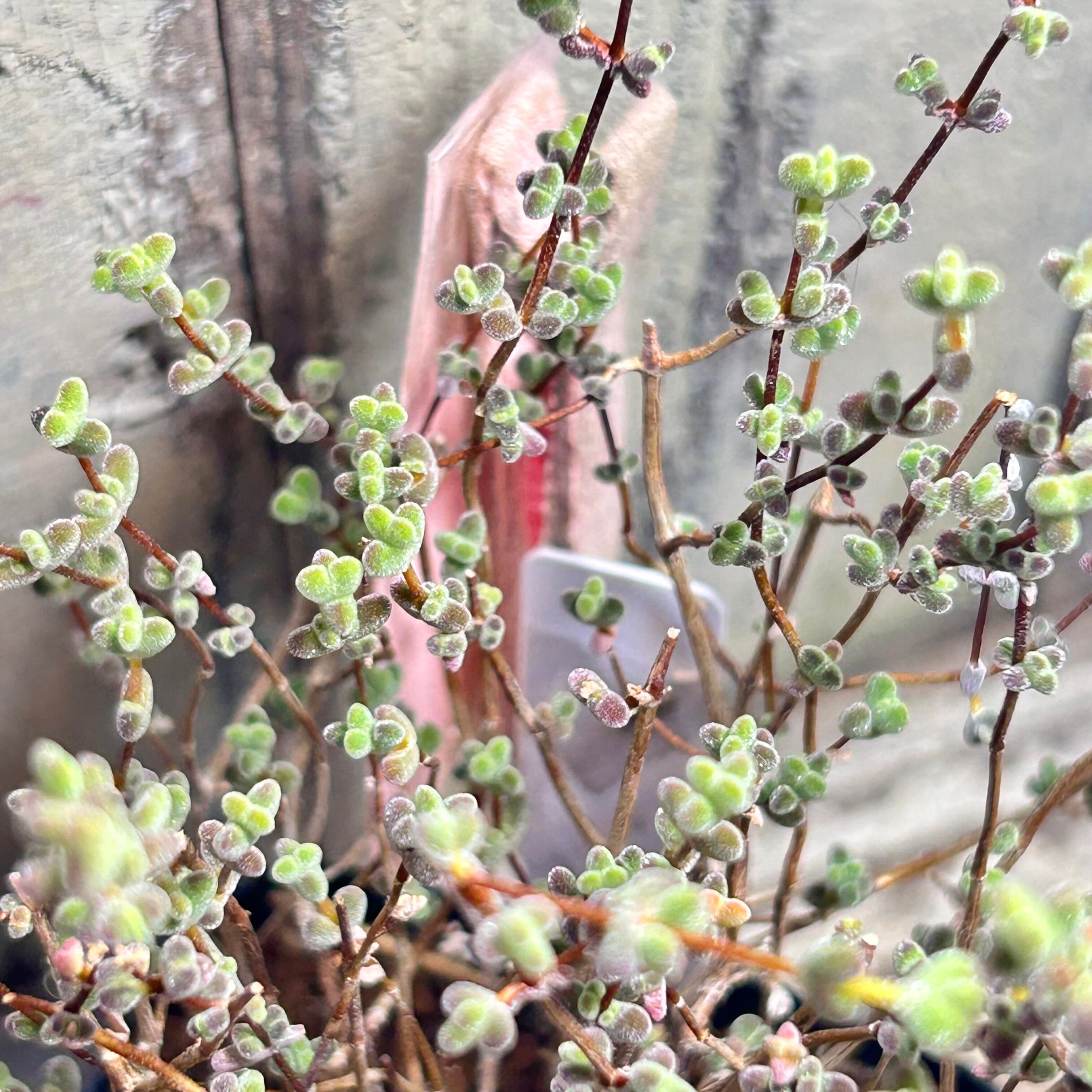 ベンバディス | RuPo 多肉植物専門店