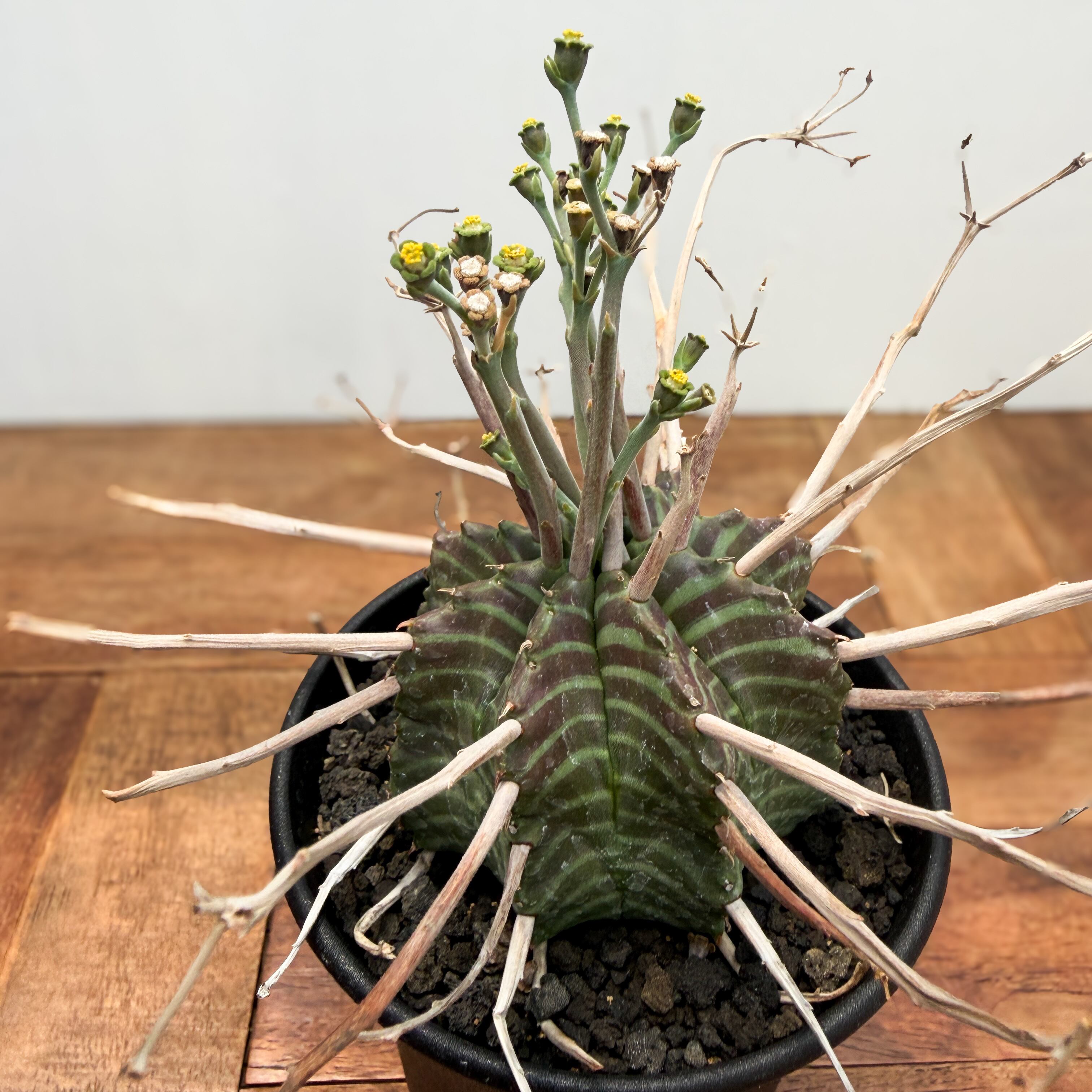 Euphorbia valida【ユーフォルビア・強棘バリダ】 | RIMO'S GREEN