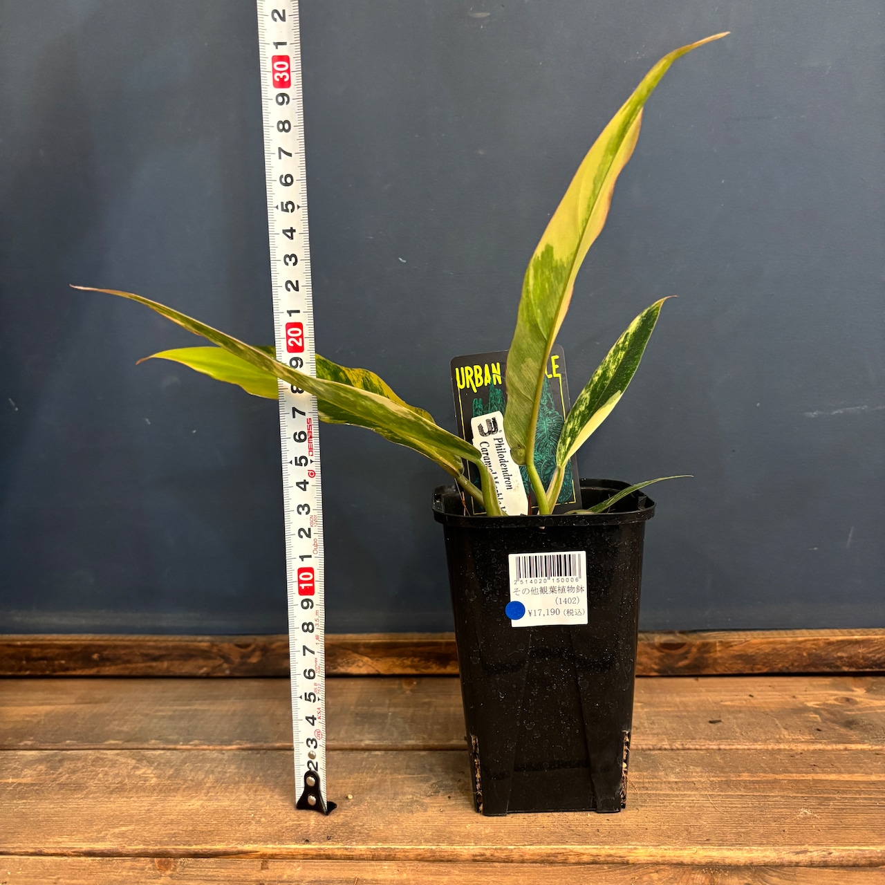 フィロデンドロン キャラメルマーブル【838】