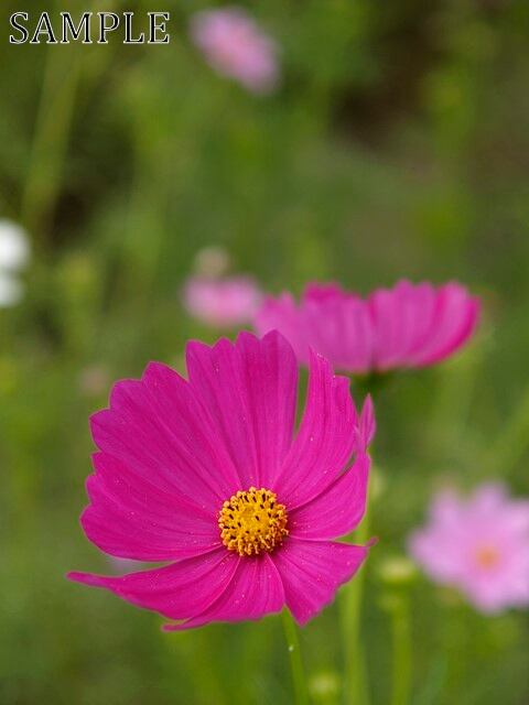 三田　秋桜　JPEG (7)