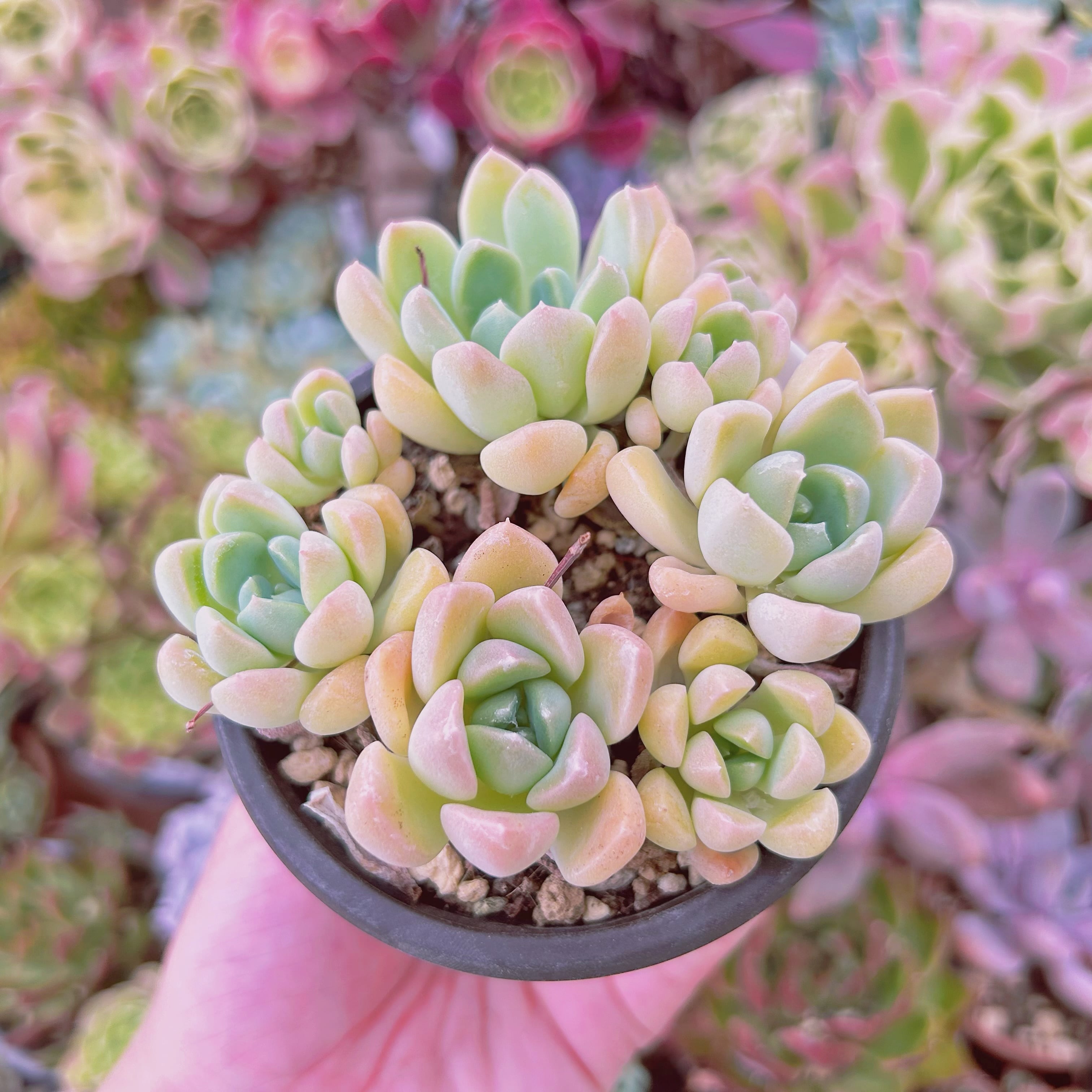 Top【選抜株】多肉植物　21915 ミルクティー20個　鉢無し/脱土 観葉植物の販売・ギフトならフラワーコーポレーション / あとラク観葉