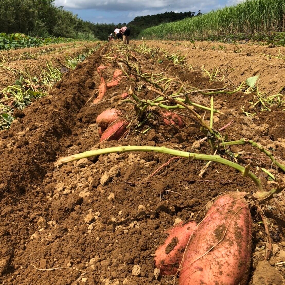 安納芋 Lサイズ 20kg｜箱別 | aimo農園