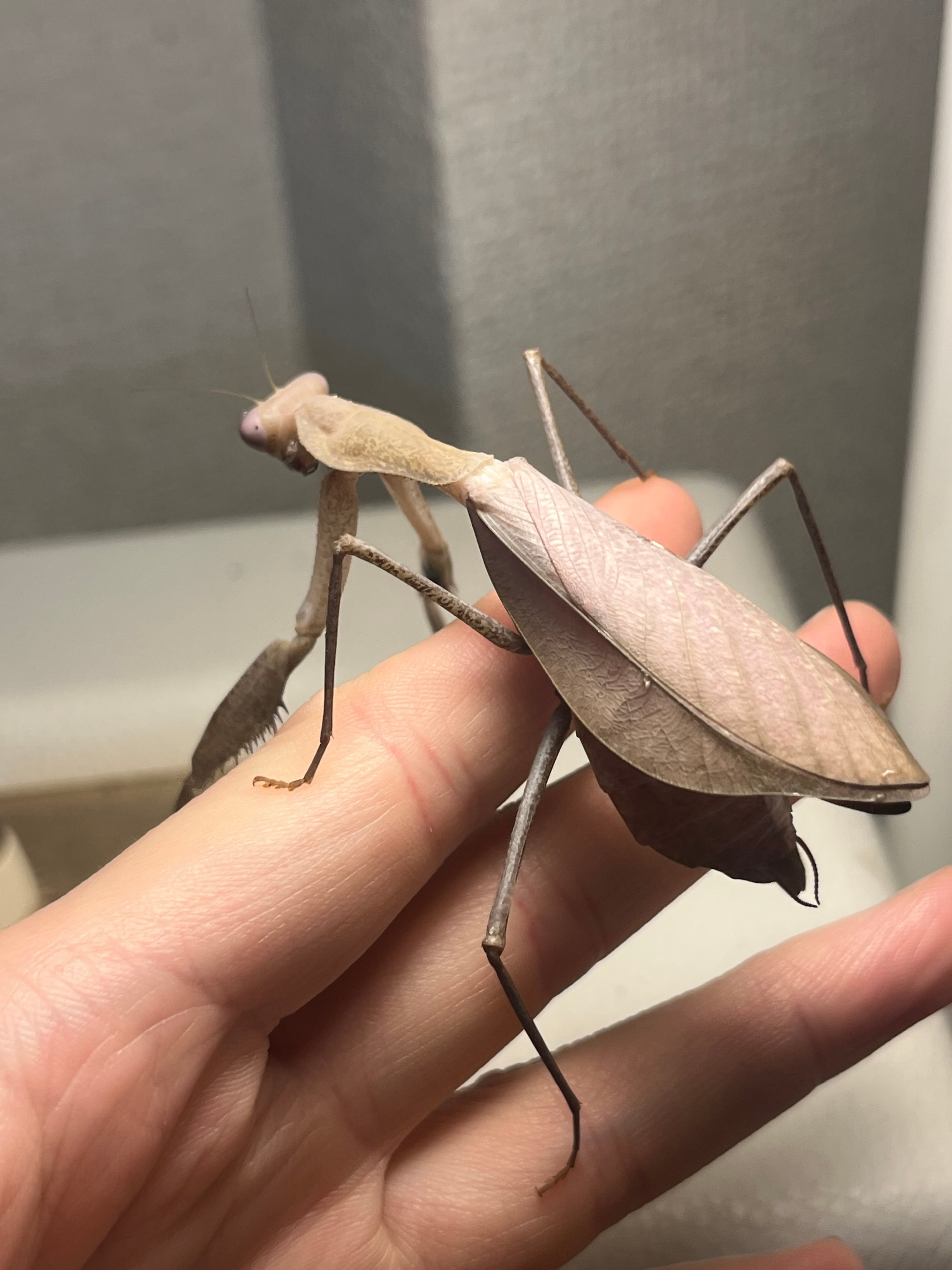 極美藤紫】コンゴグリーンマンティス生体成体♀ カマキリ いきもの大