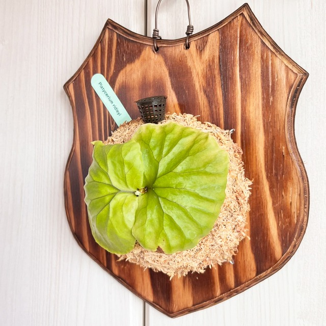 ビカクシダ リドレイ 板付 【観葉植物 室内 コウモリラン】