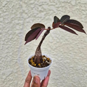 Sサイズ36〚フィランサス・ミラビリス〛Phyllanthus Mirabilis 塊根植物 コーデックス ポット発送