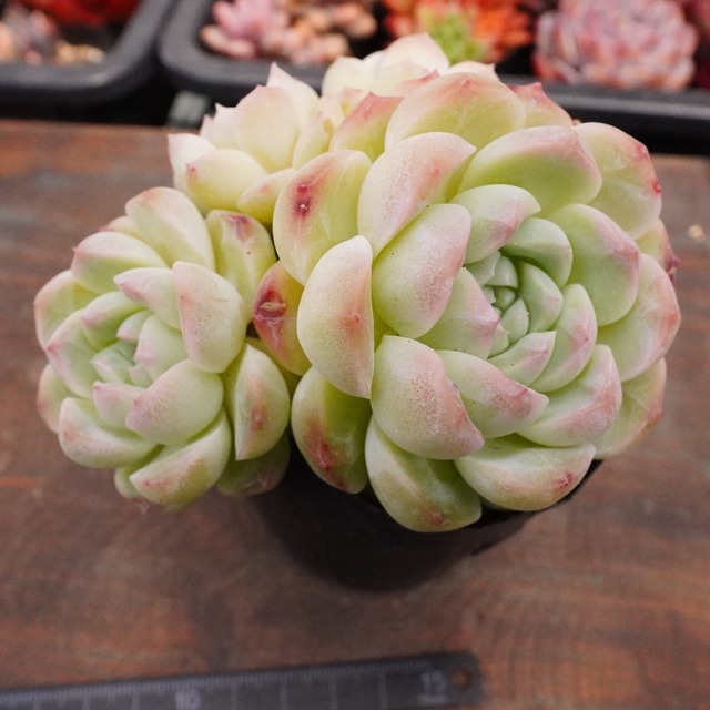 群生がかわいい【ミルクスムージー群生】韓国苗　エケベリア　もりもり