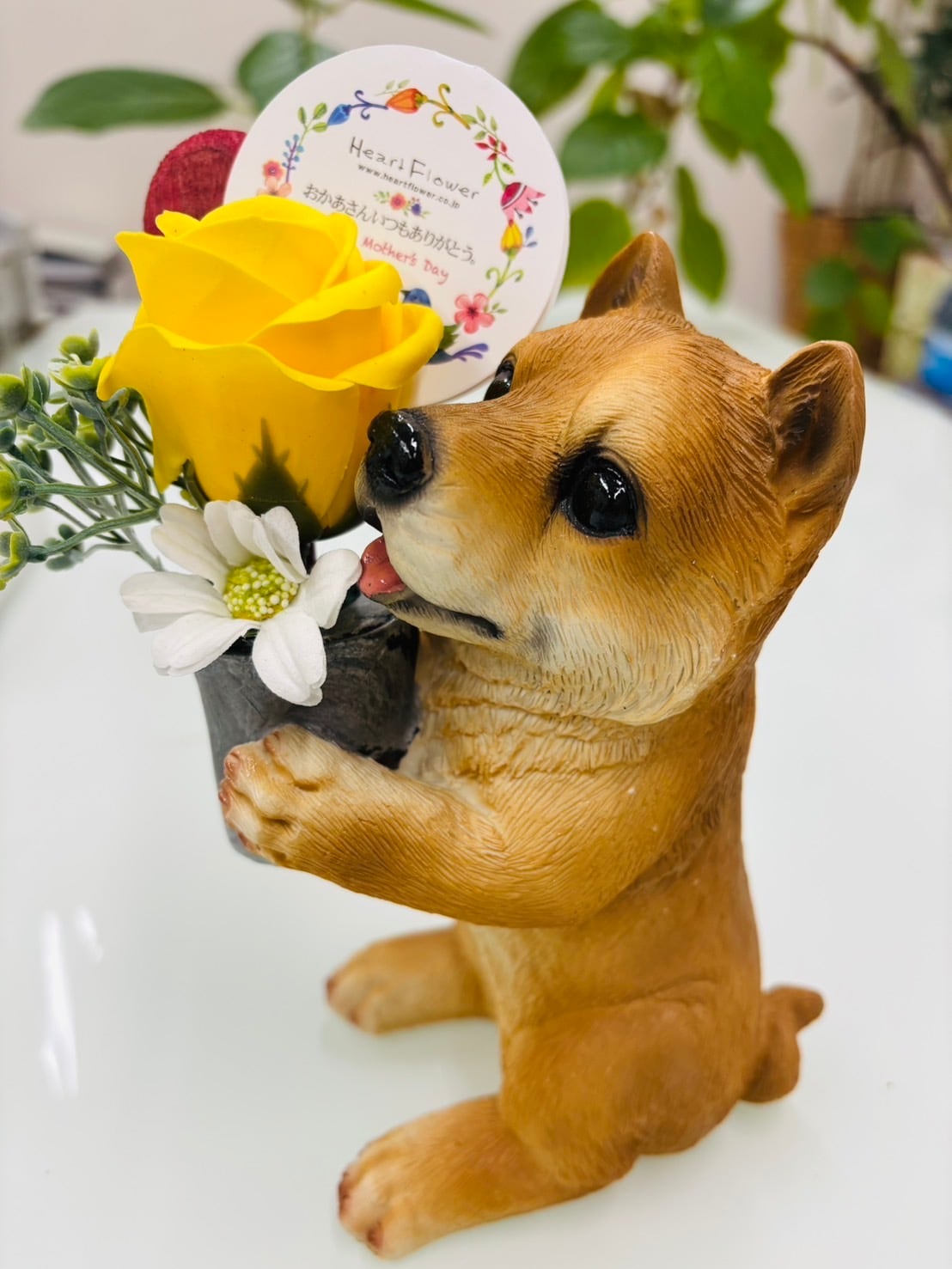 【母の日】マザーズわんちゃん　柴犬
