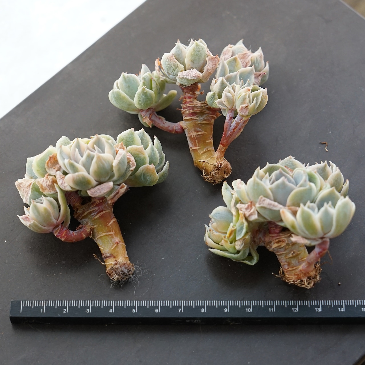 カット苗 ピーコッキーベイカー錦 【日本初上陸？】 Echeveria peacockii Baker f. variegata